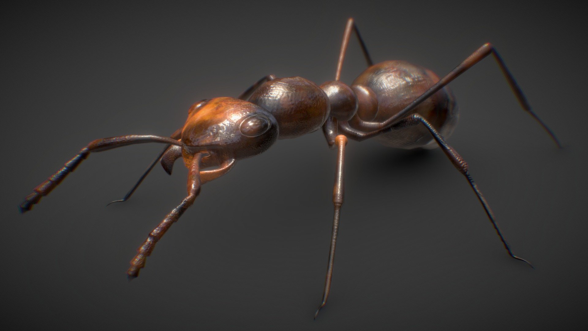 Formica_rufa - Buy Royalty Free 3D model by Ranjeet Kumar Varma (@rkka ...