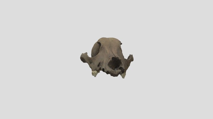 Roman Dog Skull 3D Model