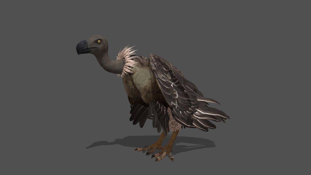 Animated Vulture – 3D Animal Model