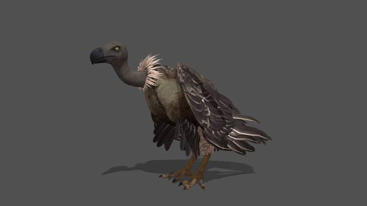 Animated Vulture – 3D Animal Model – Modello 3D gratuito STL