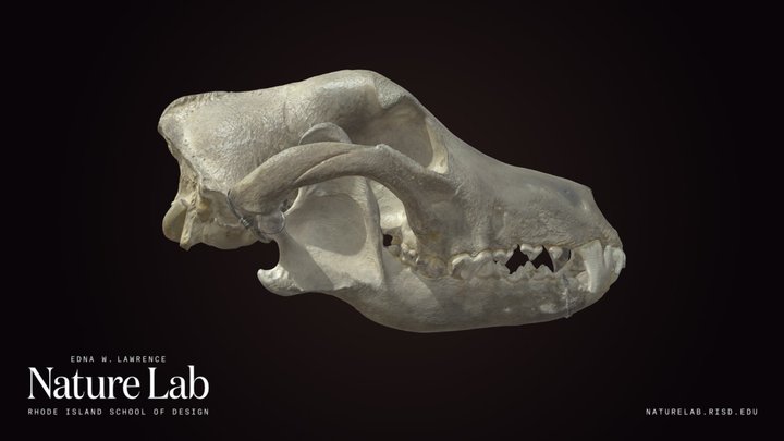 Dog Skull 3D Model
