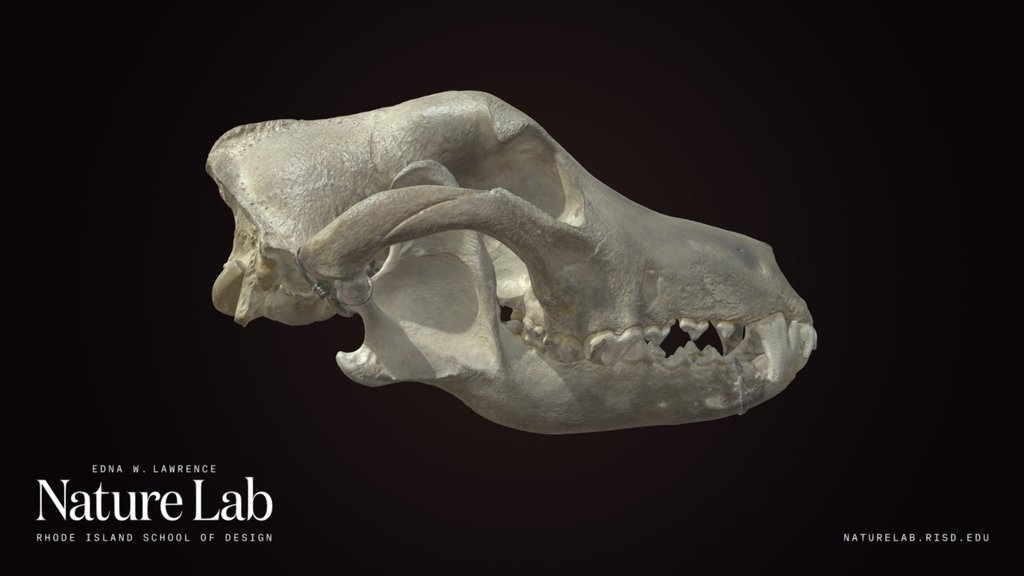 Dog Skull
