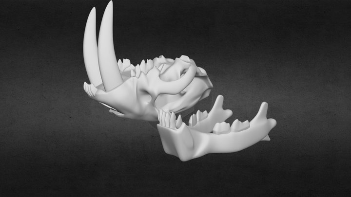 SaberTooth Tiger Skull [For 3D Print] 3D Model