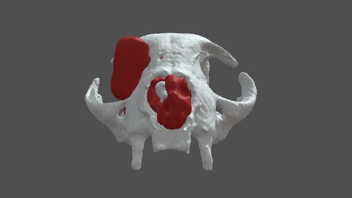 Vet Oncology - Case 2 - Detail 3D Model