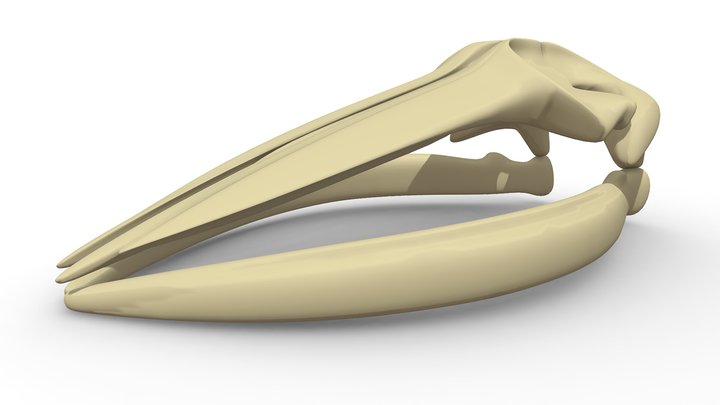 Razorback 3D models - Sketchfab