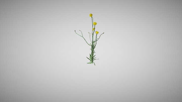 Pityopsisgraminifolia 3D Model