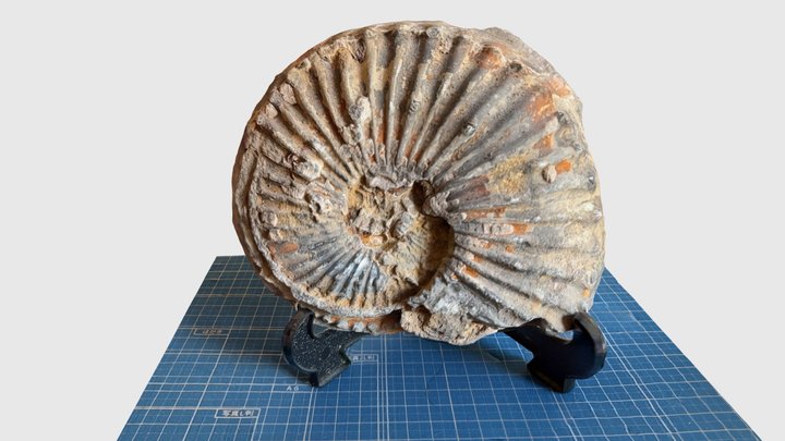 Fossil of ammonoidea 3D Model