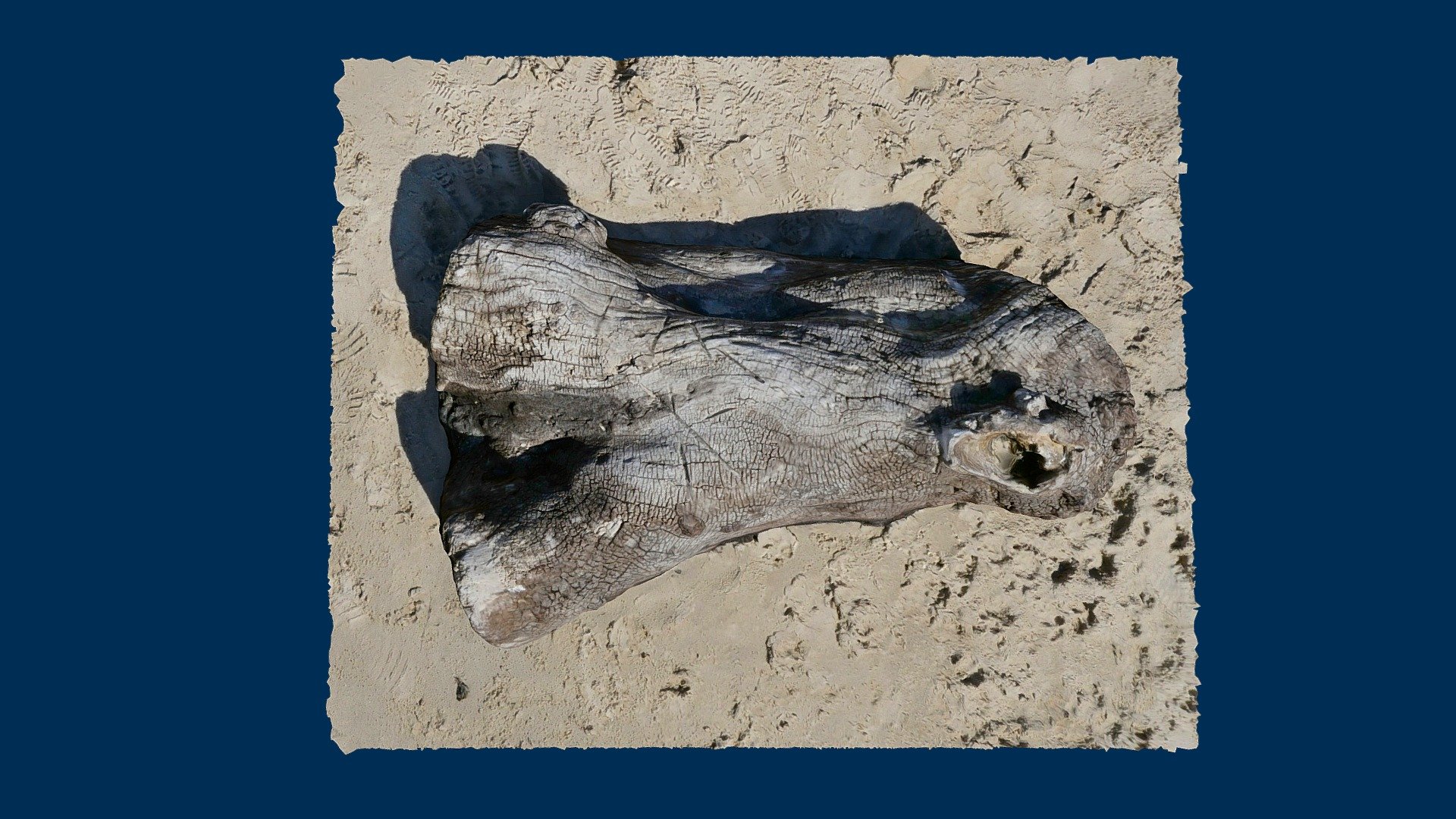 Druridge Bay Tree
