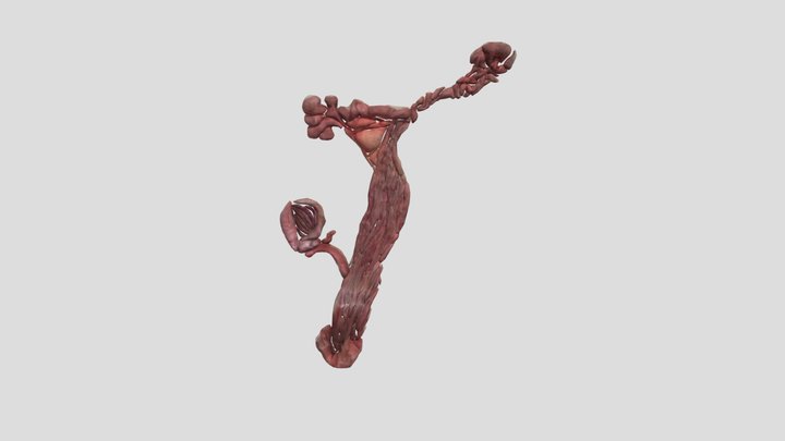 Matriz De Cerda Explorada 3D Model