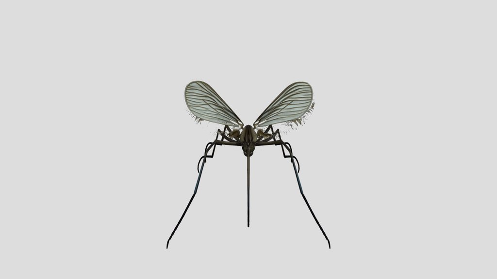 Aedes communis