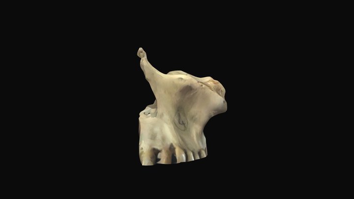 Maxilla 3D Model