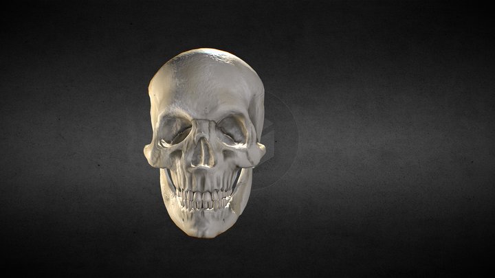 Skull_Test_1 3D Model