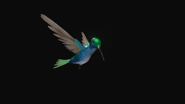 Hummingbird 3D Model