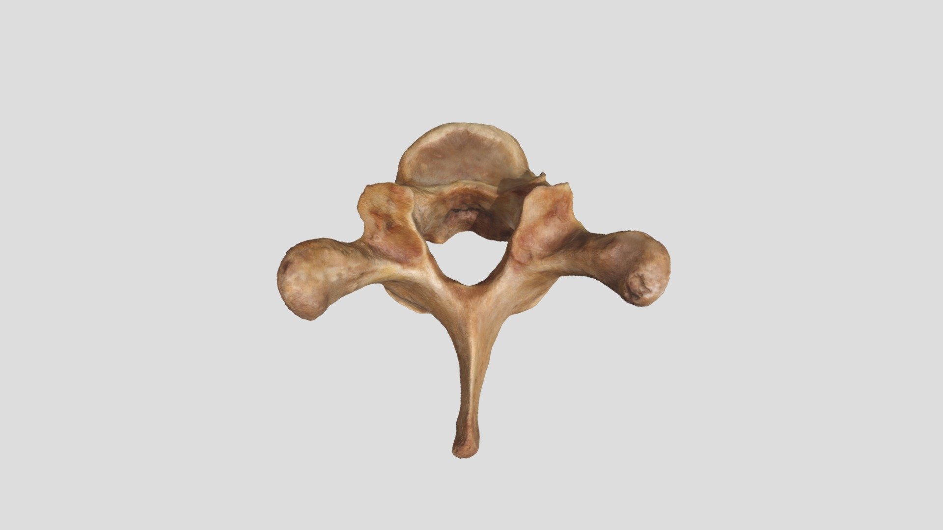 vertebra 2 - 3D model by anatoboard (@anatoboard2) [7b495da] - Sketchfab