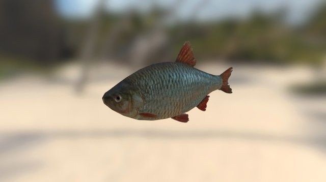 Fish 3D Model