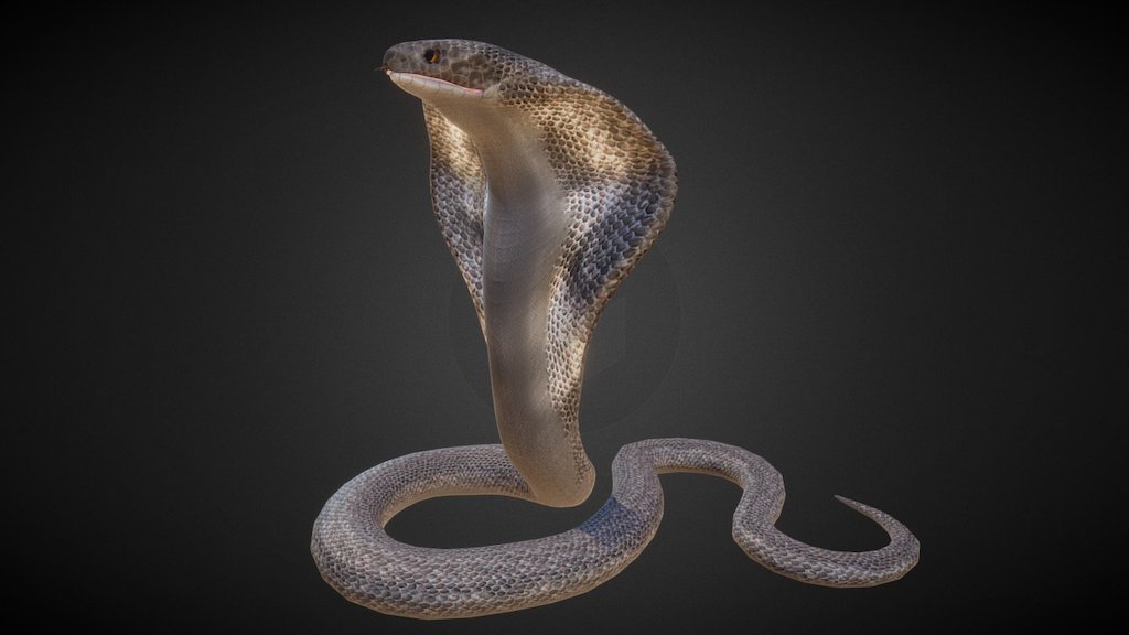 3D model Indian Cobra Naja Naja VR / AR / low-poly