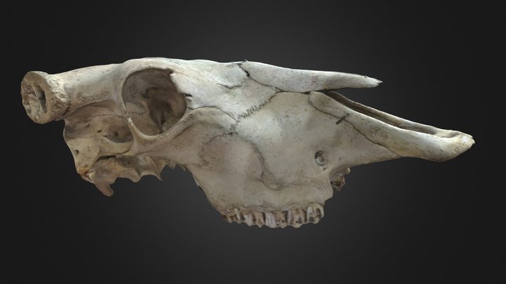 Crane De Boeuf 2 – Modèle 3D gratuit STL