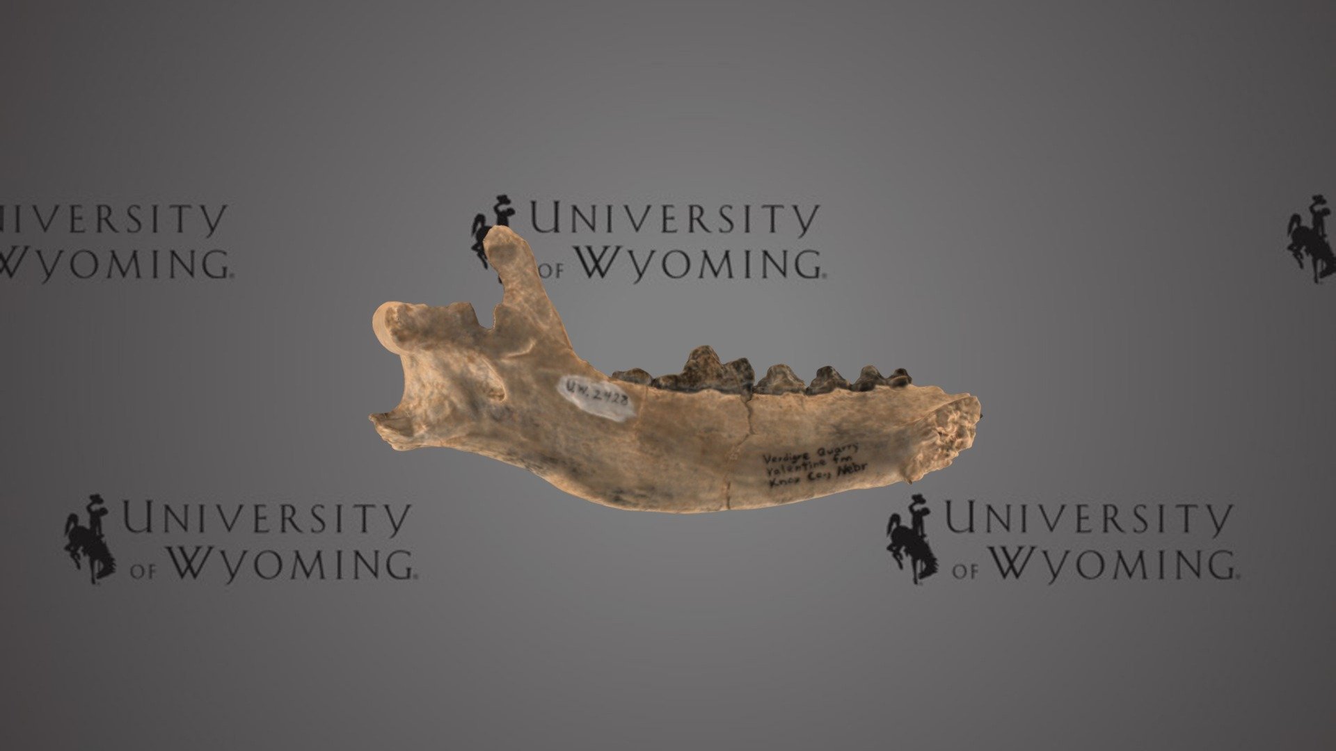UW 2428 - Aelurodon sp., Lower Jaw