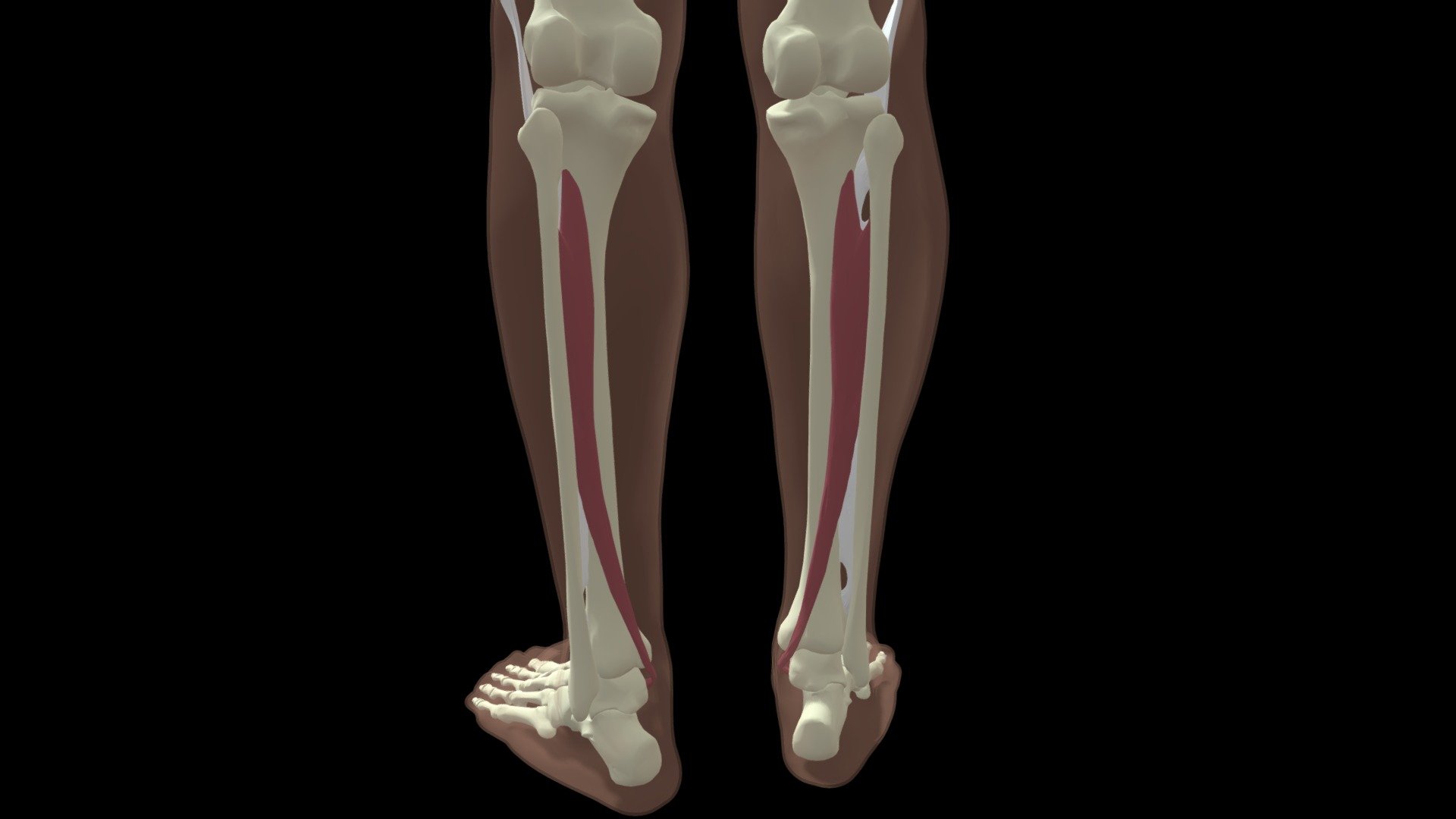 Tibialis Posterior - Download Free 3D model by Mary Orczykowski ...