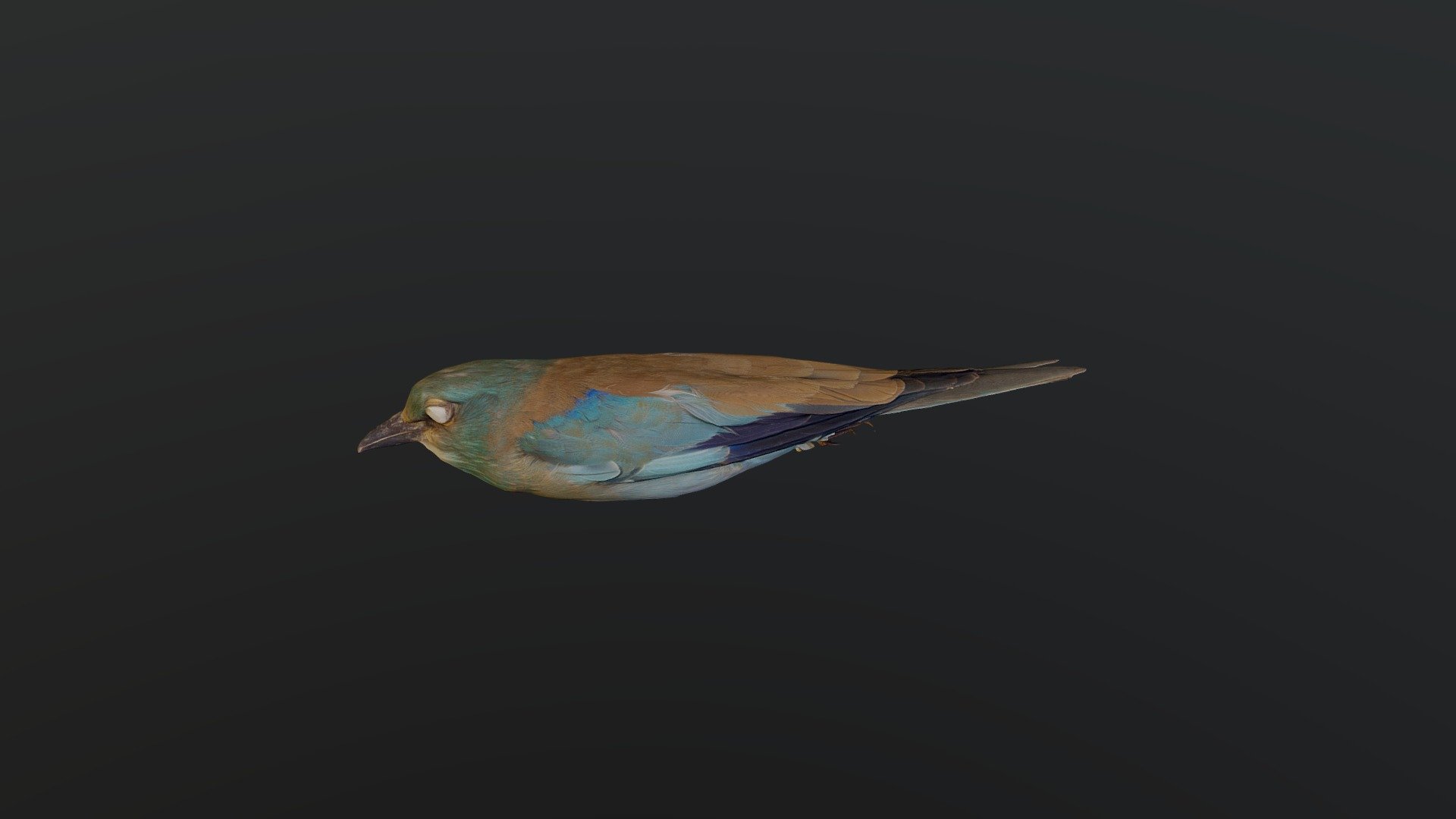 European Roller - Coracias garrulus