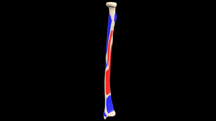 Radius Bone with landmarks 3D Model