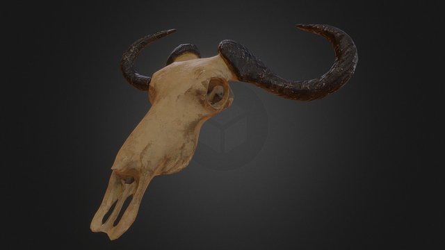 prehistoricl_skull 3D Model