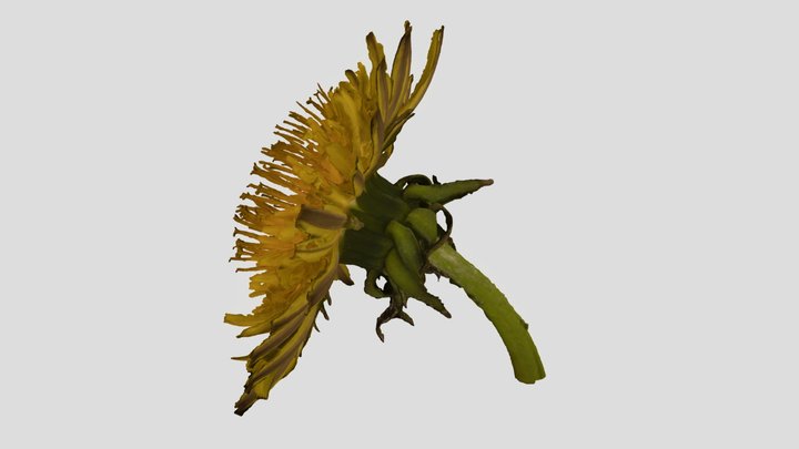 Dandelion flower - Taraxacum officinale 3D Model