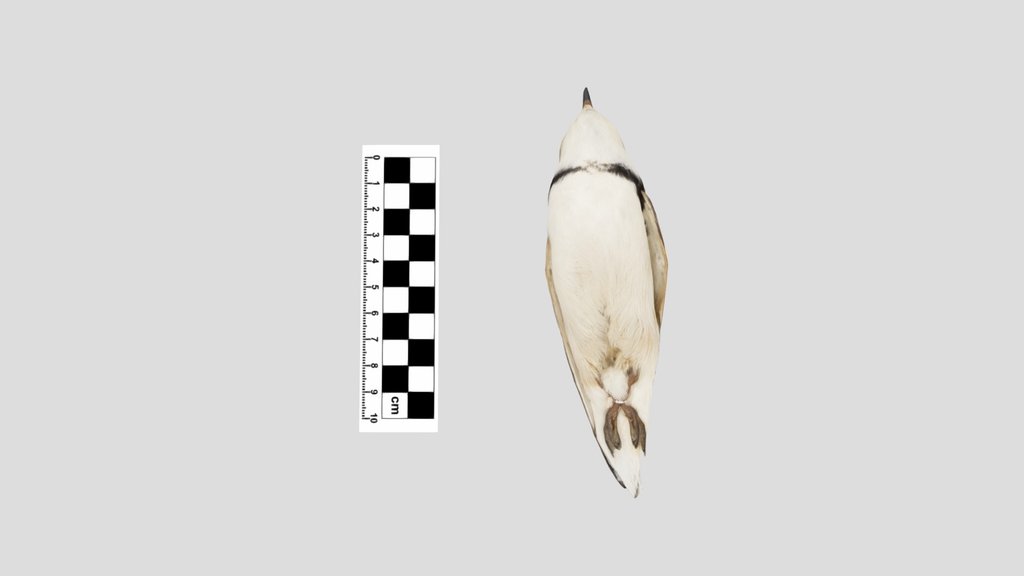Charadriidae: Piping Plover