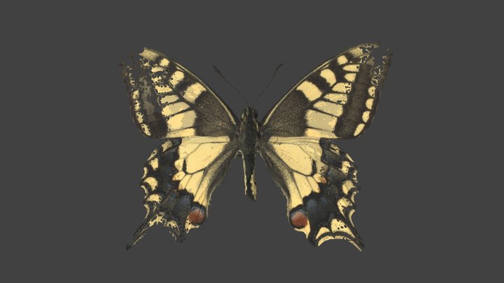 Papilio Machaon – Modello 3D gratuito STL