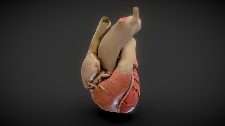 Heart Model 3D Model