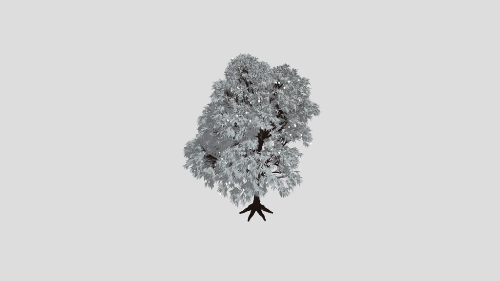 Mango Tree