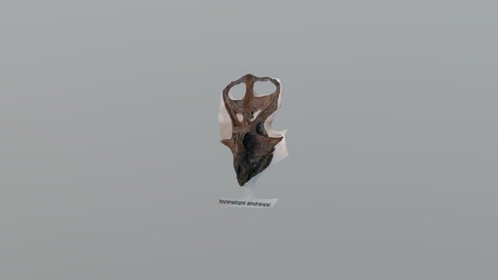 Empoli - Museo Paleontologico 3D Model