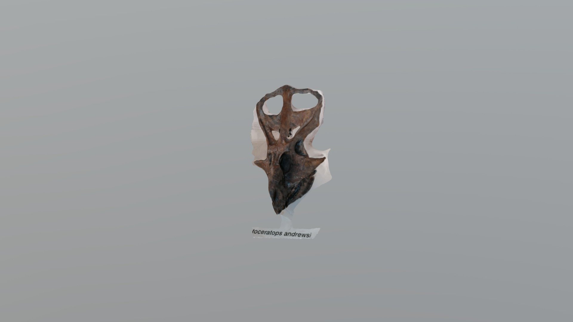 Empoli - Museo Paleontologico