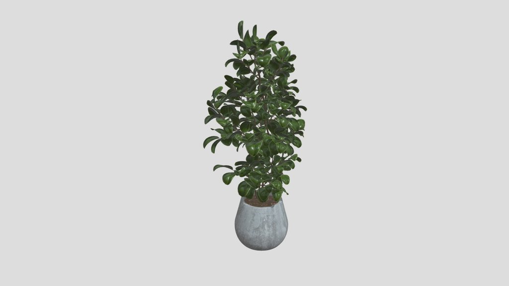 Plant