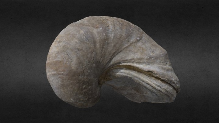 Devil's Toenail (Gryphaea) Fossil 3D Model