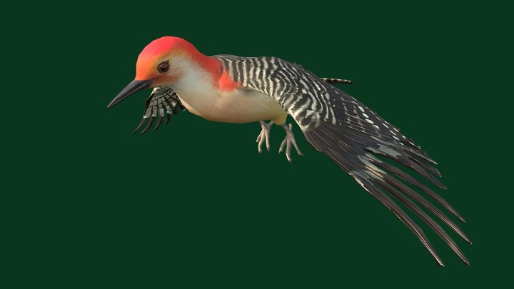 Woodpecker