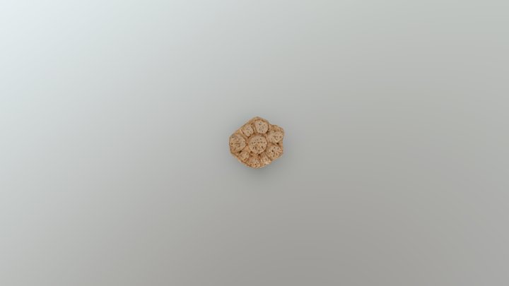 Museo de Ciencias - Doedicurus clavicaudatus 3D Model