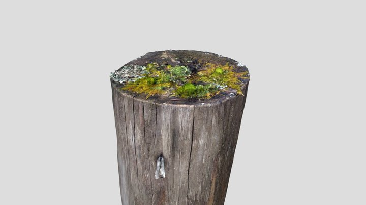 Cut log with moss 3D Model
