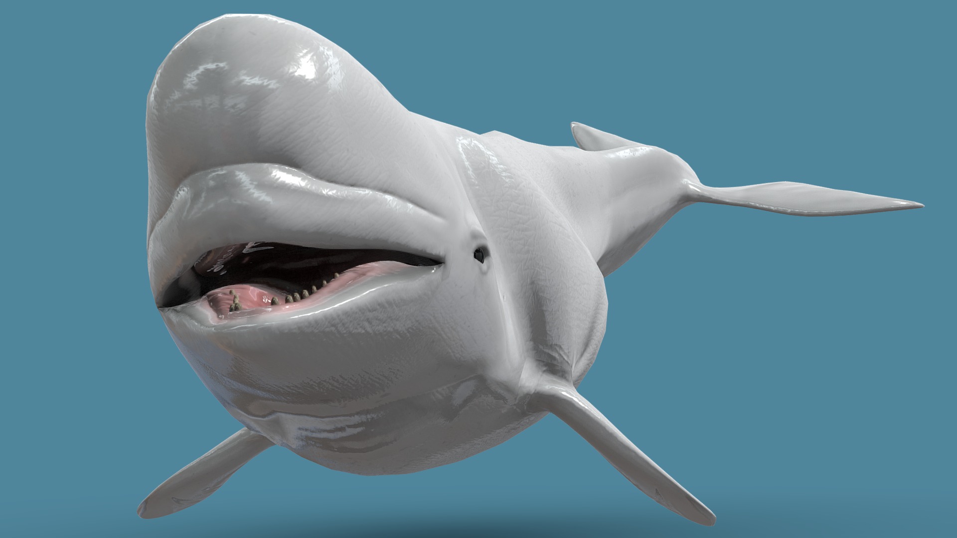 3D model Beluga - This is a 3D model of the Beluga. The 3D model is about a shark with its mouth open.