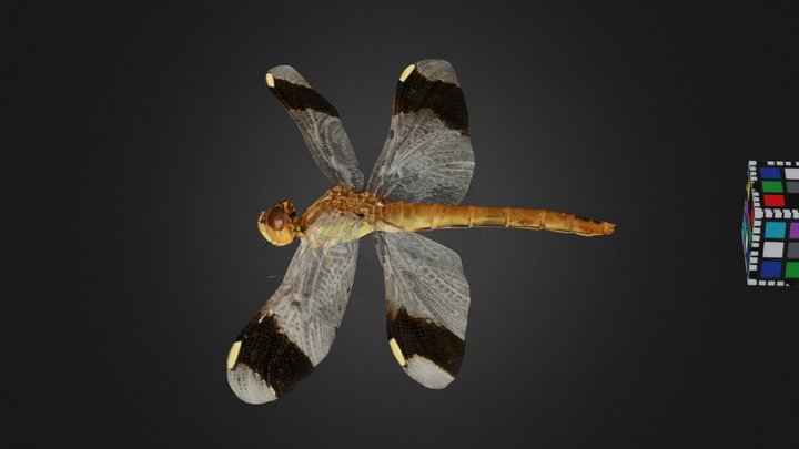 Dragonfly 3D Models - Sketchfab