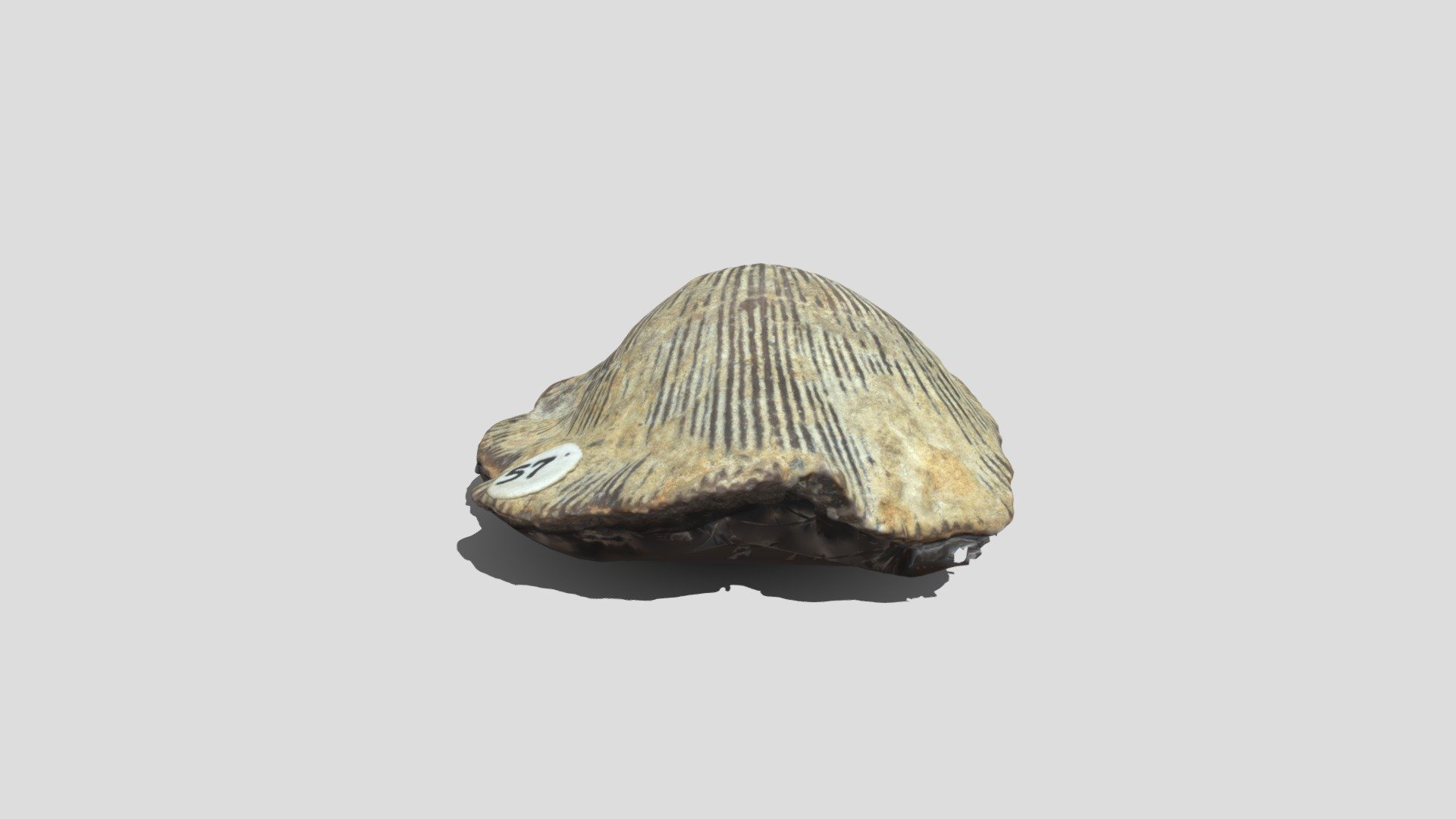 Hebertella Sinuata