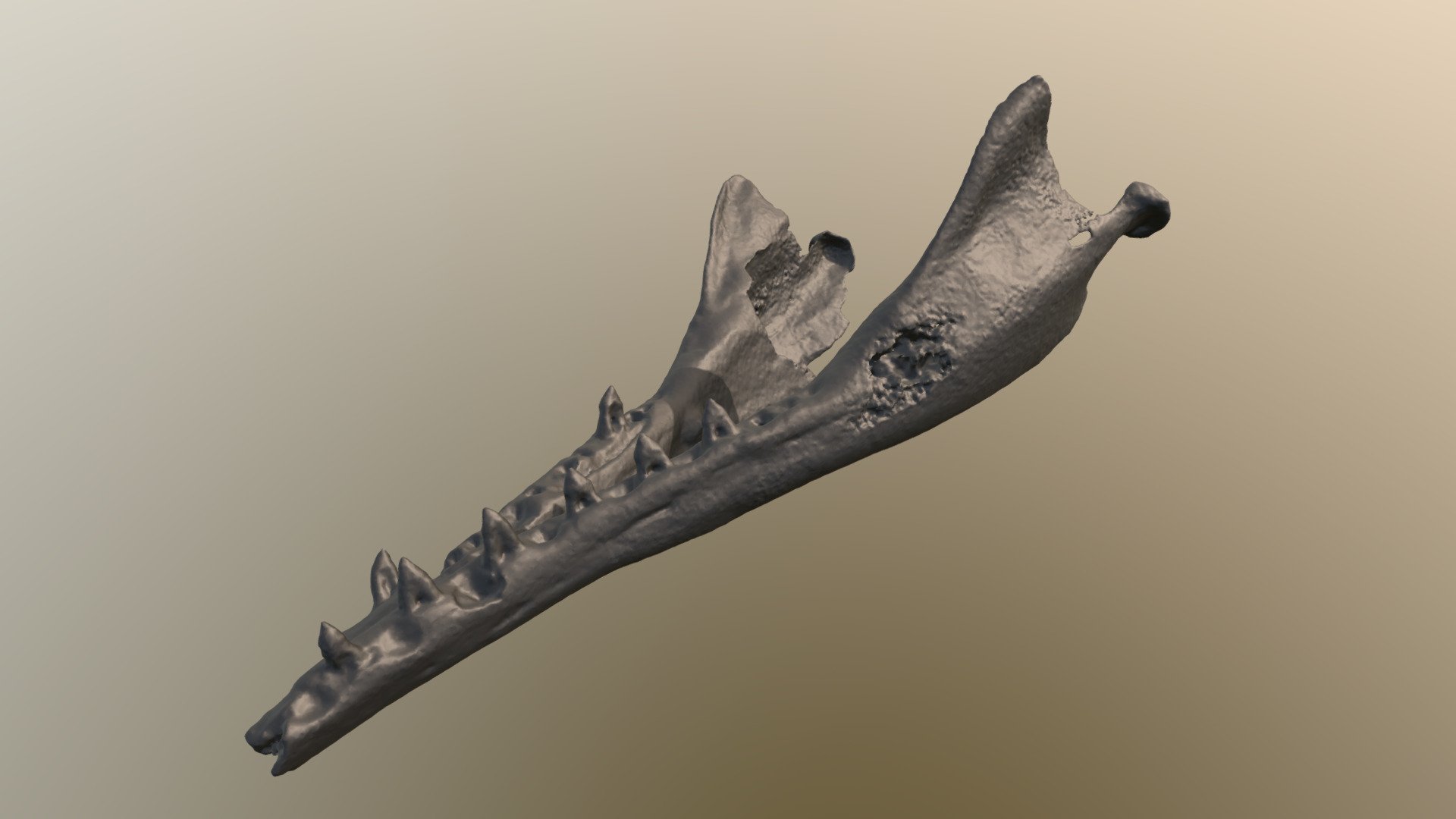 Cotylocara extinct dolphin mandibles CCNHM 101 - Download Free 3D model ...