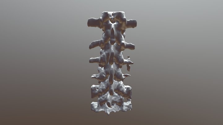 spine 3D Model