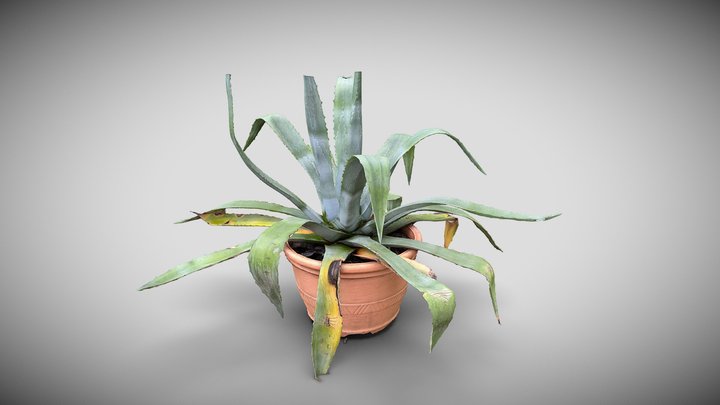 Agave americana 3D Model