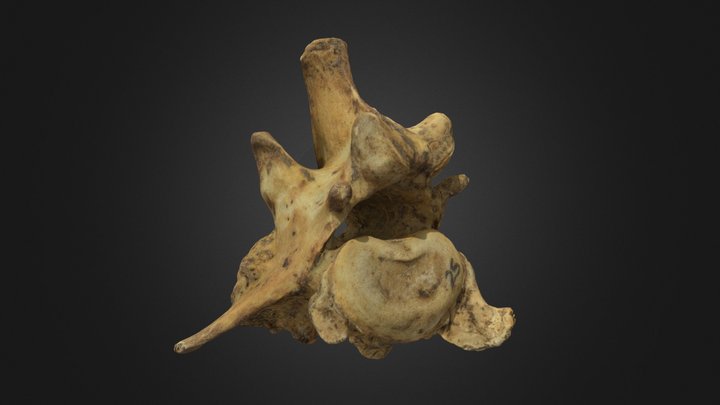 Vértebra Lumbar Canis familiaris 3D Model