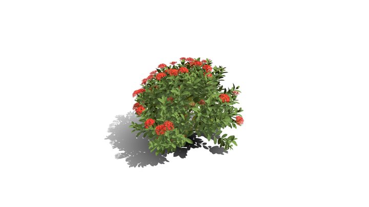 Realistic HD Chinese jungle geranium (3/10) 3D Model