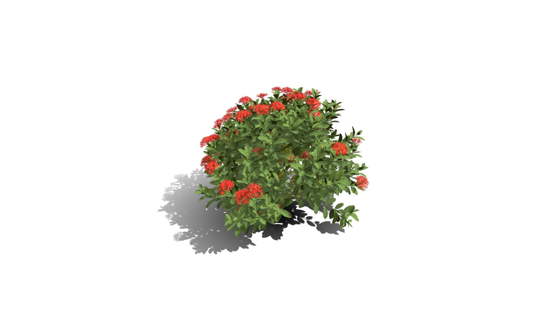 Realistic HD Chinese jungle geranium (3/10) - Buy Royalty Free 3D model ...
