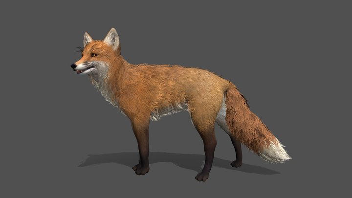 Animated Fox 3D Model 3D Model