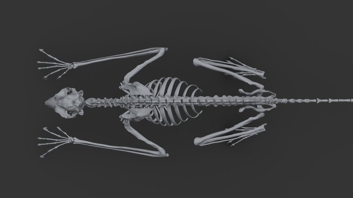 Colugo Ecorche, Skeleton 3D Model