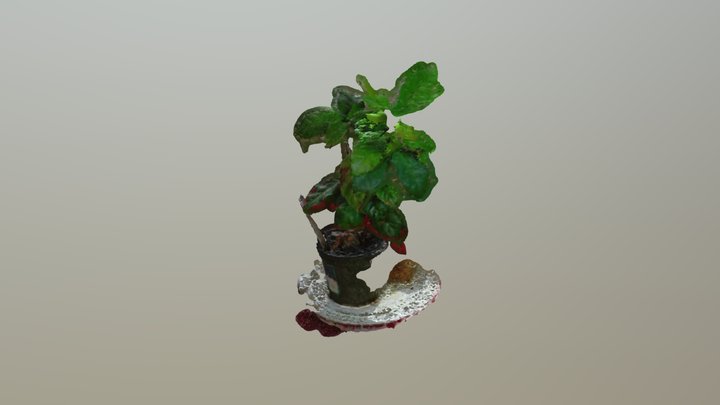 Coffee Plant 3D Model